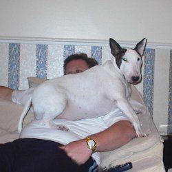 Fern, a bull terrier, photographed by their family for the original bullmania.co.uk gallery