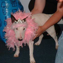Fern, a bull terrier, photographed by their family for the original bullmania.co.uk gallery