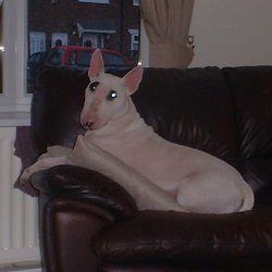 Jinx, a bull terrier, photographed by their family for the original bullmania.co.uk gallery