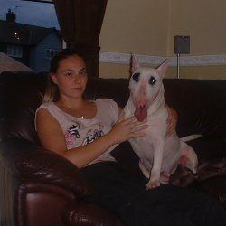 Jinx, a bull terrier, photographed by their family for the original bullmania.co.uk gallery