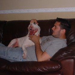 Jinx, a bull terrier, photographed by their family for the original bullmania.co.uk gallery