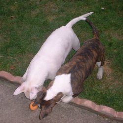 Jinx, a bull terrier, photographed by their family for the original bullmania.co.uk gallery