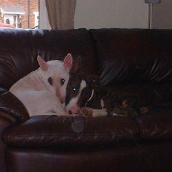 Jinx, a bull terrier, photographed by their family for the original bullmania.co.uk gallery
