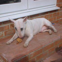 Jinx, a bull terrier, photographed by their family for the original bullmania.co.uk gallery