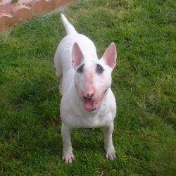 Jinx, a bull terrier, photographed by their family for the original bullmania.co.uk gallery