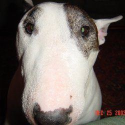 Joey, a bull terrier, photographed by their family for the original bullmania.co.uk gallery