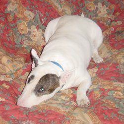 Joey, a bull terrier, photographed by their family for the original bullmania.co.uk gallery