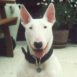 Juno, a bull terrier, photographed by their family for the original bullmania.co.uk gallery