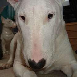 Juno, a bull terrier, photographed by their family for the original bullmania.co.uk gallery