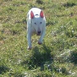 Juno, a bull terrier, photographed by their family for the original bullmania.co.uk gallery