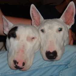 Juno, a bull terrier, photographed by their family for the original bullmania.co.uk gallery