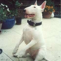 Juno, a bull terrier, photographed by their family for the original bullmania.co.uk gallery
