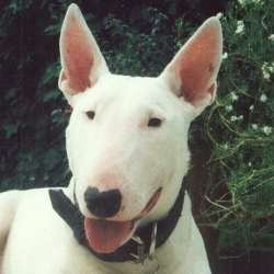 Juno, a bull terrier, photographed by their family for the original bullmania.co.uk gallery