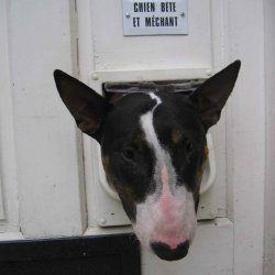 Onion, a bull terrier, photographed by their family for the original bullmania.co.uk gallery