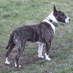 Paddy, a bull terrier, photographed by their family for the original bullmania.co.uk gallery