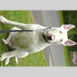 Rocco, a bull terrier, photographed by their family for the original bullmania.co.uk gallery