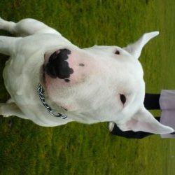 Rocco, a bull terrier, photographed by their family for the original bullmania.co.uk gallery