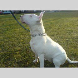 Rocco, a bull terrier, photographed by their family for the original bullmania.co.uk gallery