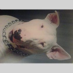 Rocco, a bull terrier, photographed by their family for the original bullmania.co.uk gallery