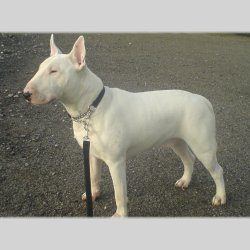 Rocco, a bull terrier, photographed by their family for the original bullmania.co.uk gallery