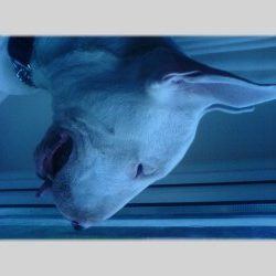 Rocco, a bull terrier, photographed by their family for the original bullmania.co.uk gallery