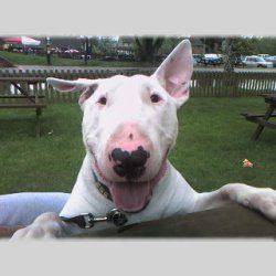 Rocco, a bull terrier, photographed by their family for the original bullmania.co.uk gallery