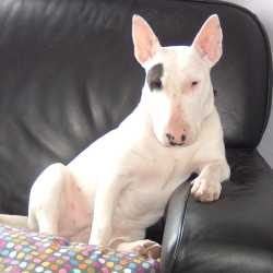 Rosie, a bull terrier, photographed by their family for the original bullmania.co.uk gallery