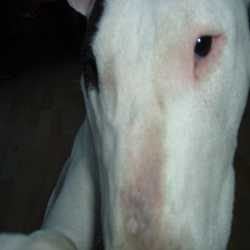 Rosie, a bull terrier, photographed by their family for the original bullmania.co.uk gallery