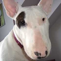 Rosie, a bull terrier, photographed by their family for the original bullmania.co.uk gallery