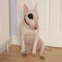 Rosie, a bull terrier, photographed by their family for the original bullmania.co.uk gallery