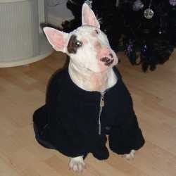 Rosie, a bull terrier, photographed by their family for the original bullmania.co.uk gallery