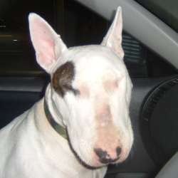 Rosie, a bull terrier, photographed by their family for the original bullmania.co.uk gallery