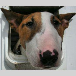 Ruby, a bull terrier, photographed by their family for the original bullmania.co.uk gallery