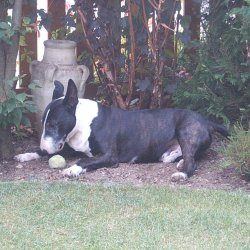 Sam, a bull terrier, photographed by their family for the original bullmania.co.uk gallery