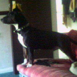 Schultz, a bull terrier, photographed by their family for the original bullmania.co.uk gallery