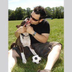 Seamus O'Connor, a bull terrier, photographed by their family for the original bullmania.co.uk gallery