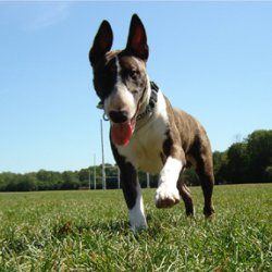 Seamus O'Connor, a bull terrier, photographed by their family for the original bullmania.co.uk gallery