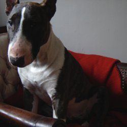 Seamus O'Connor, a bull terrier, photographed by their family for the original bullmania.co.uk gallery