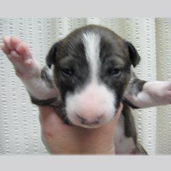 Seamus O'Connor, a bull terrier, photographed by their family for the original bullmania.co.uk gallery