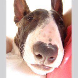 Seamus O'Connor, a bull terrier, photographed by their family for the original bullmania.co.uk gallery