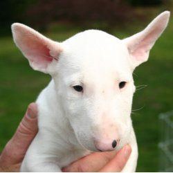 Spike, a bull terrier, photographed by their family for the original bullmania.co.uk gallery