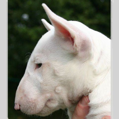 Spike, a bull terrier, photographed by their family for the original bullmania.co.uk gallery