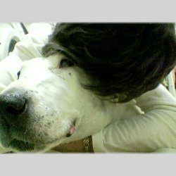Spike Snr, a bull terrier, photographed by their family for the original bullmania.co.uk gallery