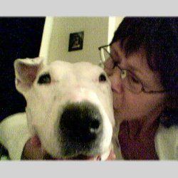 Spike Snr, a bull terrier, photographed by their family for the original bullmania.co.uk gallery