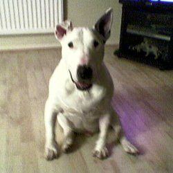 Spike Snr, a bull terrier, photographed by their family for the original bullmania.co.uk gallery
