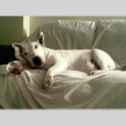 Spike Snr, a bull terrier, photographed by their family for the original bullmania.co.uk gallery