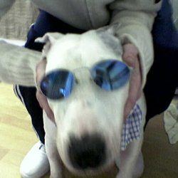 Spike Snr, a bull terrier, photographed by their family for the original bullmania.co.uk gallery