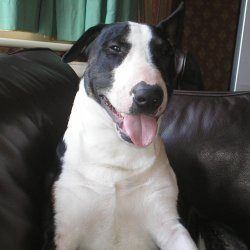 Tank, a bull terrier, photographed by their family for the original bullmania.co.uk gallery