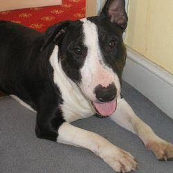 Tank, a bull terrier, photographed by their family for the original bullmania.co.uk gallery