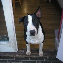 Tank, a bull terrier, photographed by their family for the original bullmania.co.uk gallery